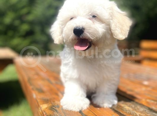 Malti̇poo Bebekleri̇mi̇z Di̇zayn Irk görsel