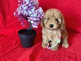 ORJİNAL TOY POODLE ANNE ALTINDAN