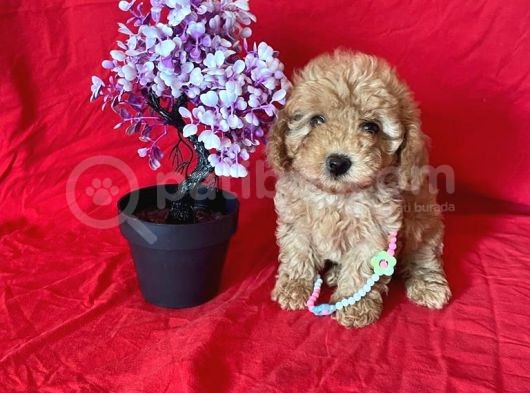 Orji̇nal Toy Poodle Anne Altindan