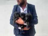 Mükemmel Ötesi̇ Black Soli̇dler Hazir