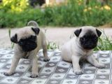 Kali̇teli̇ Pug Yavrularimiz Hazir