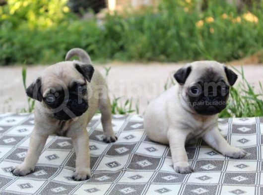 Kali̇teli̇ Pug Yavrularimiz Hazir