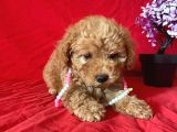 Orji̇nal Toy Poodle Anne Altindan