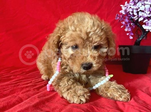 Orji̇nal Toy Poodle Anne Altindan görsel