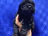 Muhteşem Black Toypoodle Yavrumuz