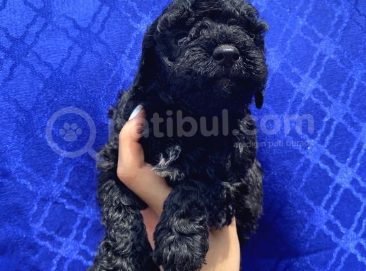 Muhteşem Black Toypoodle Yavrumuz görsel