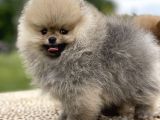 Teddy Face Pomeranian Boo Bebekler
