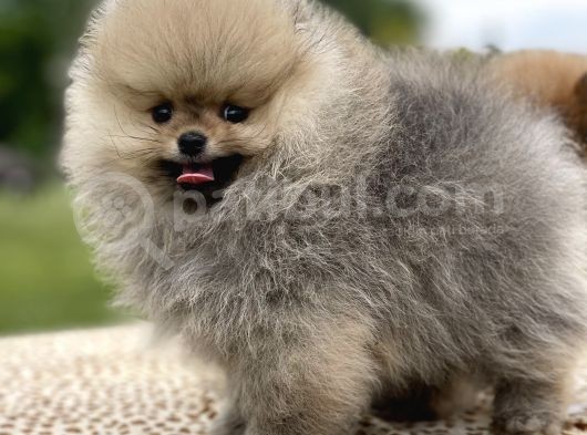 Teddy Face Pomeranian Boo Bebekler görsel