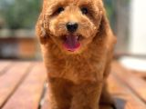 Ciftligimizden Irk Ve Saglik Garantili Poodle Bebekler