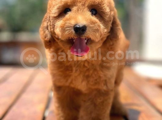 Ciftligimizden Irk Ve Saglik Garantili Poodle Bebekler görsel