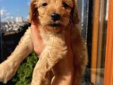 45 Günlük Di̇şi̇ Cockapoo