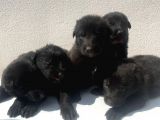 Hareketli̇ Black Soli̇d Yavrular Hazir
