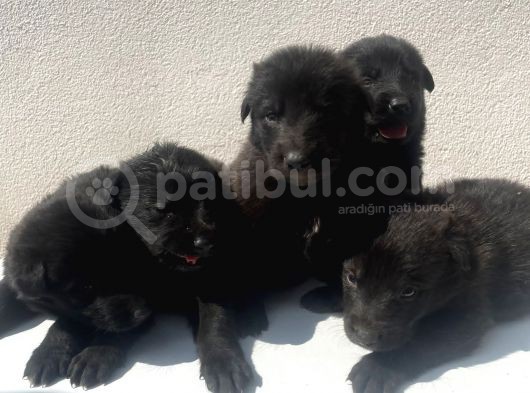 Hareketli̇ Black Soli̇d Yavrular Hazir