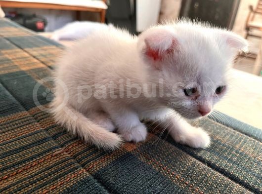 Scotish Fold Ve British Short Hair Yavrular görsel