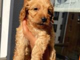 45 Günlük Di̇şi̇ Cockapoo