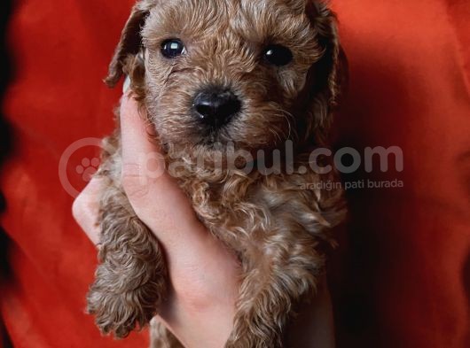 Erkek Toypoodle Bebi̇şler görsel