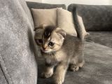 Anne Russian Blue Baba Scotish Fold