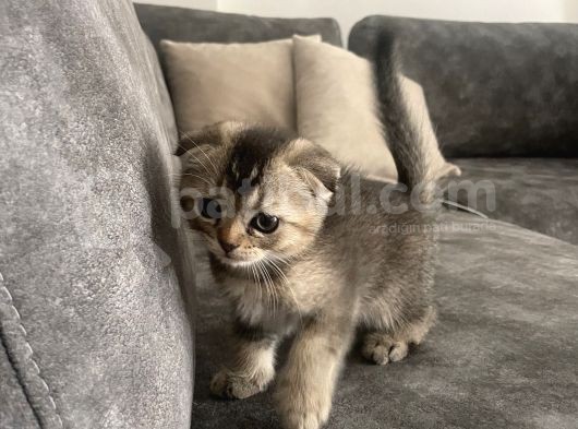 Anne Russian Blue Baba Scotish Fold görsel