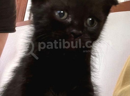 Scotish Fold Ve British Short Hair Yavrular görsel