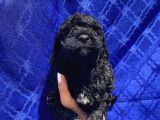 Muhteşem Black Toypoodle Yavrumuz
