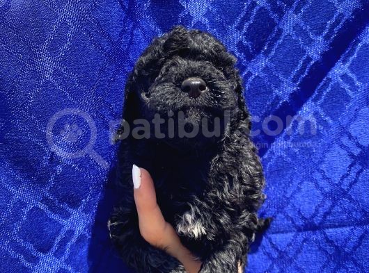 Muhteşem Black Toypoodle Yavrumuz görsel