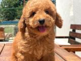 Ciftligimizden Irk ve Saglik Garantili Poodle Bebekler