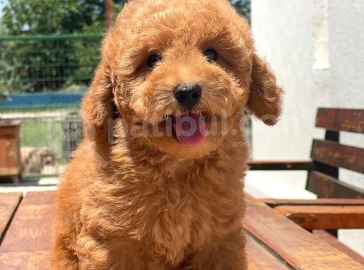 Ciftligimizden Irk Ve Saglik Garantili Poodle Bebekler