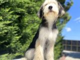 Özel Di̇zayn Irk Bernedoodle