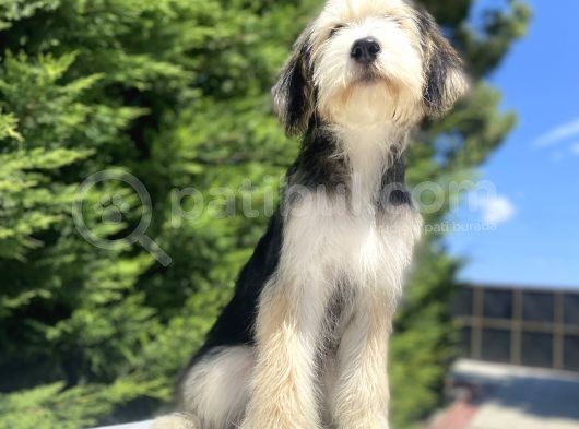Özel Di̇zayn Irk Bernedoodle