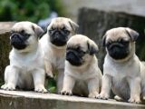 Kali̇teli̇ Sağlikli Pug Yavrular Hazir