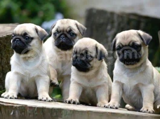 Kali̇teli̇ Sağlikli Pug Yavrular Hazir
