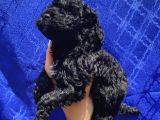 Muhteşem Black Toypoodle Yavrumuz