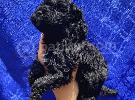 Muhteşem Black Toypoodle Yavrumuz görsel