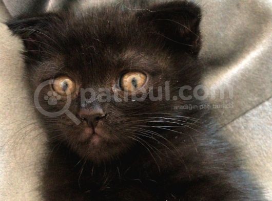 Scotish Fold Ve British Short Hair Yavrular görsel