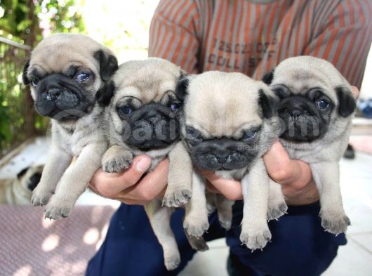 Kali̇teli̇ Pug Yavrularimiz Hazir görsel