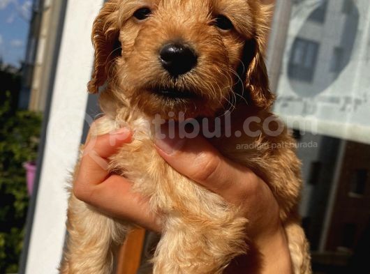 45 Günlük Di̇şi̇ Cockapoo