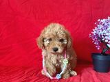 Orji̇nal Toy Poodle Anne Altindan