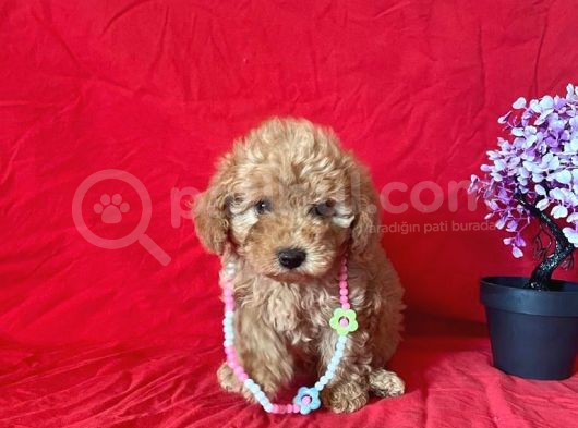 Orji̇nal Toy Poodle Anne Altindan görsel