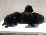 Mükemmel Ötesi̇ Black Soli̇dler Hazir