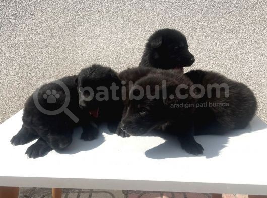 Mükemmel Ötesi̇ Black Soli̇dler Hazir görsel