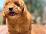 Ciftligimizden Irk Ve Saglik Garantili Poodle Bebekler