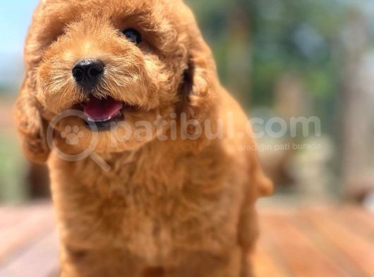 Ciftligimizden Irk Ve Saglik Garantili Poodle Bebekler görsel