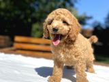 Bebek Suratli Poodle Yavrularimiz