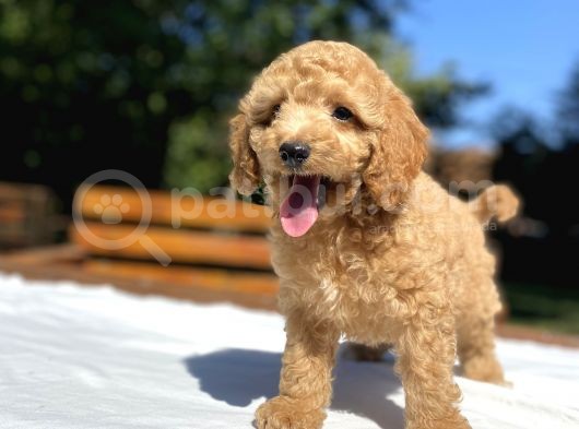 Bebek Suratli Poodle Yavrularimiz görsel