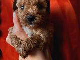 Erkek Toypoodle Bebi̇şler