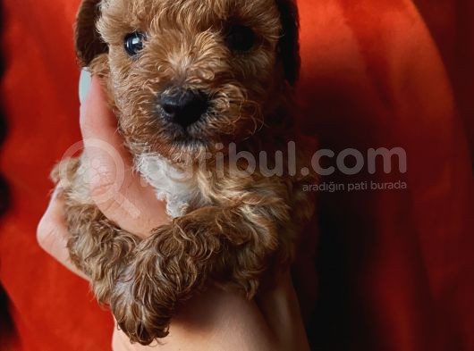 Erkek Toypoodle Bebi̇şler görsel
