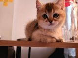 British Shorthair Golden Yavrular