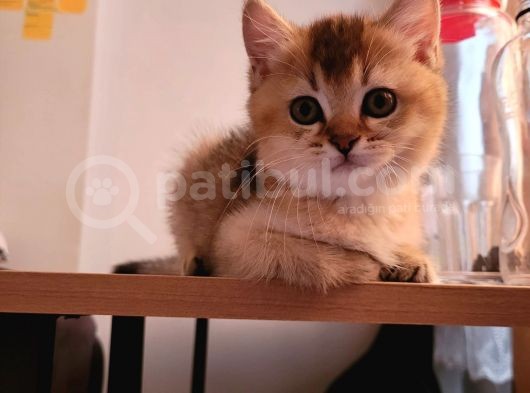 British Shorthair Golden Yavrular görsel