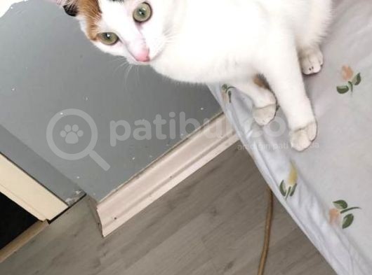 Kayıp Katya Katiş görsel