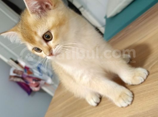 British Shorthair Golden Yavrular görsel